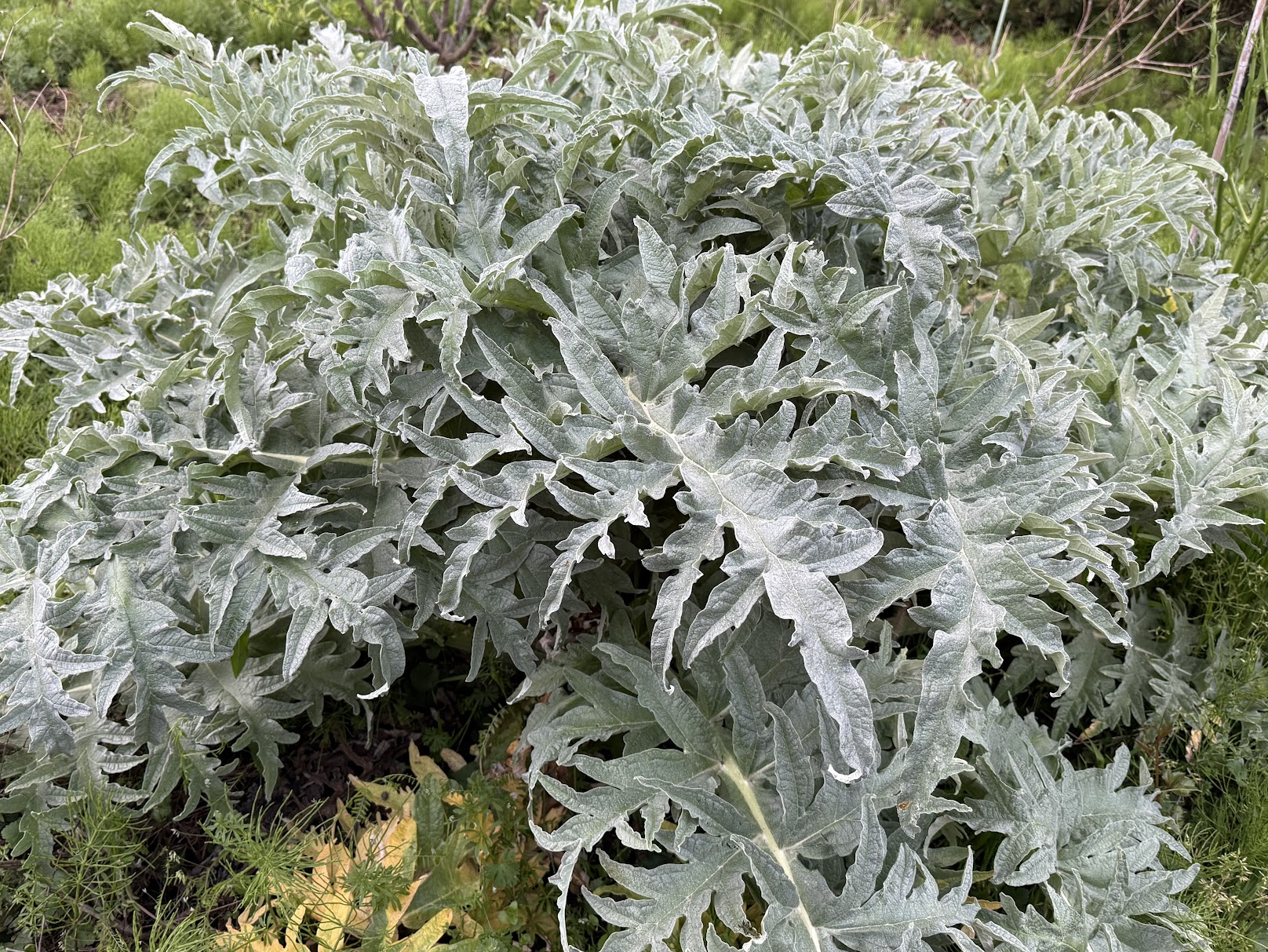 Artichoke thriving under natural farming — growing vigorously without chemical fertilizer