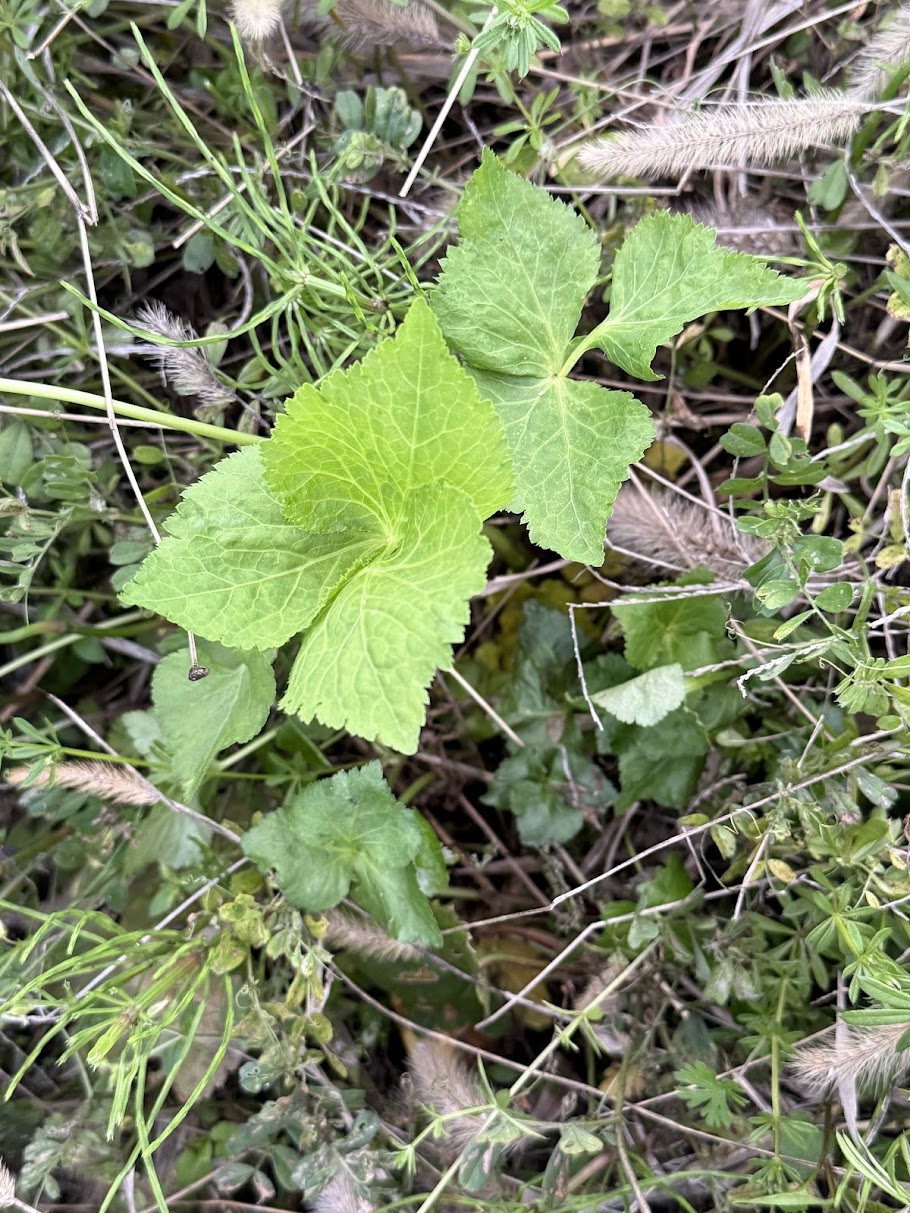 A young seedling emerging from the grass — plants grow even without tilling or fertilizer