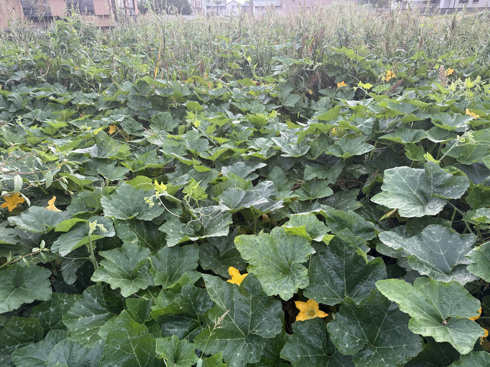 多様な植物が育つ畑