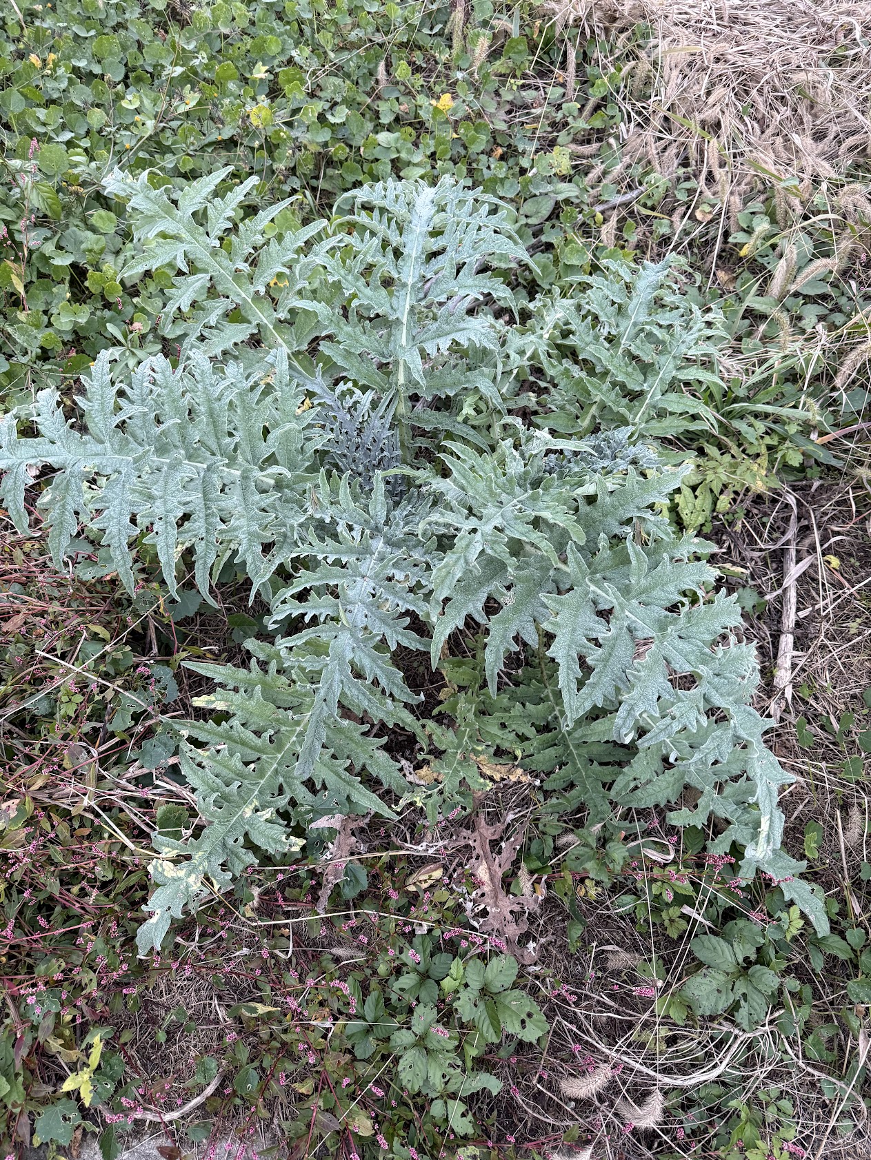 Intercropped diverse plants