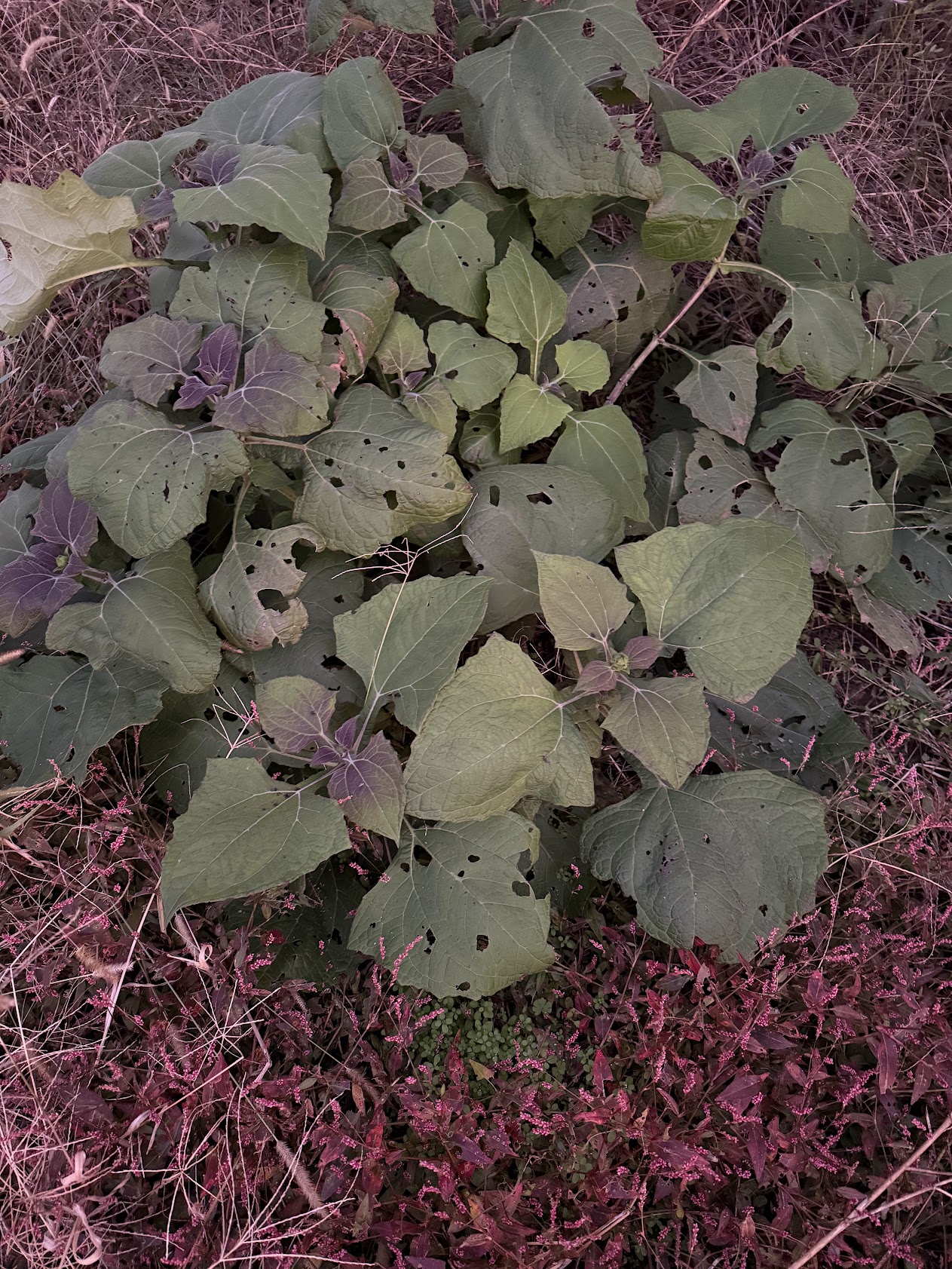 葉物野菜
